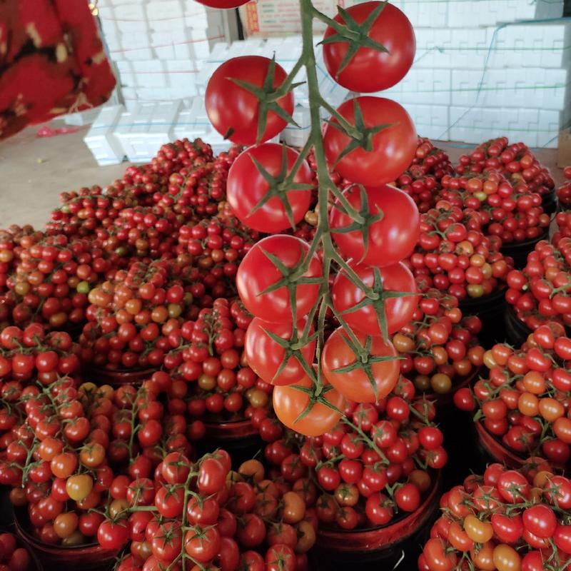 圣女果产地串红小番茄。串果。鲜嫩多汁山东寿光