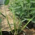 再力花,基地直销,常年供应各种绿化苗木
