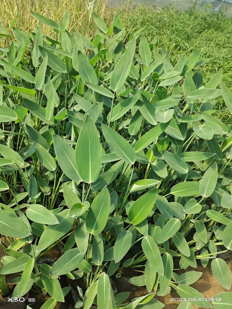 再力花，基地直销，常年供应各种绿化苗木