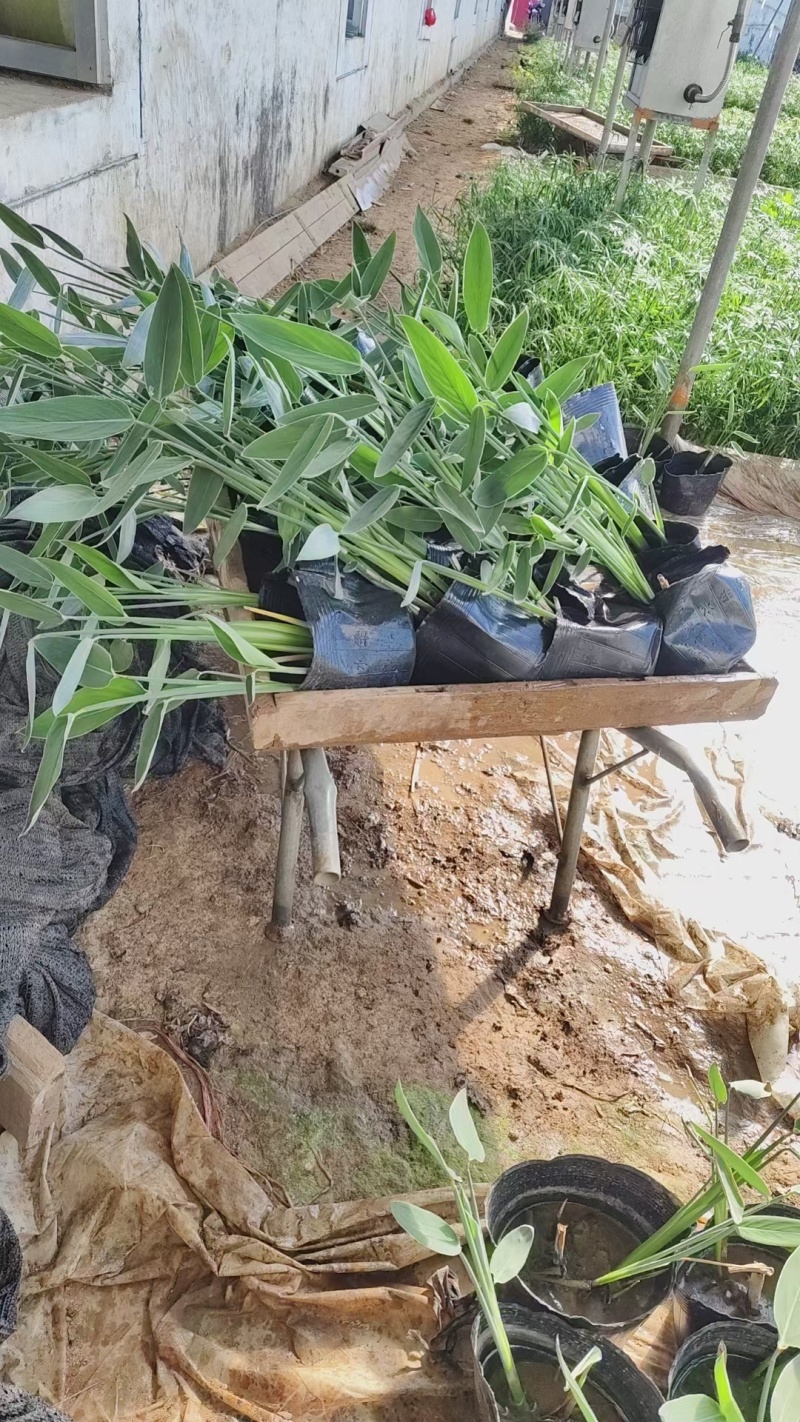 再力花，基地直销，常年供应各种绿化苗木