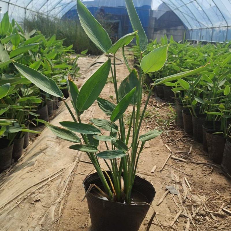 再力花，基地直销，常年供应各种绿化苗木