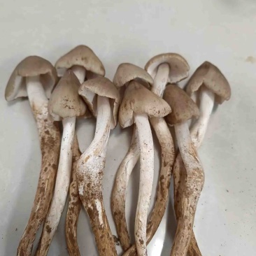 高山野生鸡枞菌