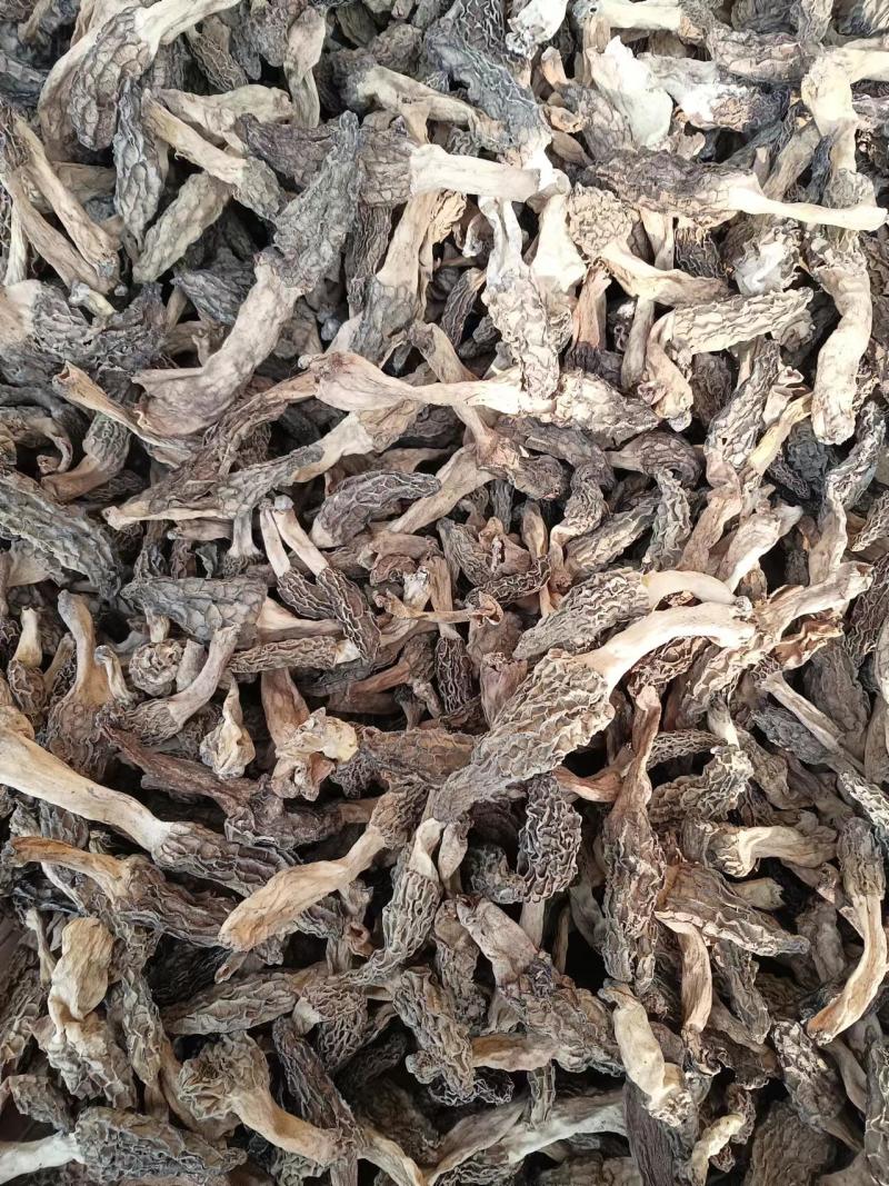 羊肚菌野生羊肚菌只有一斤左右