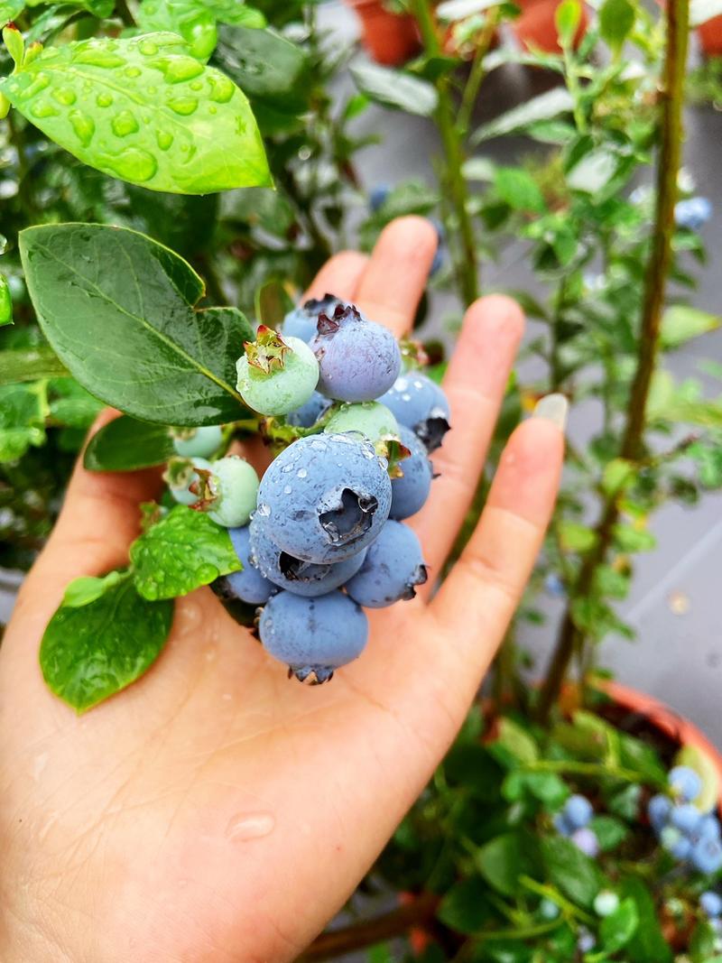 罗浮山蓝莓脆甜花香产地直供、质优价廉