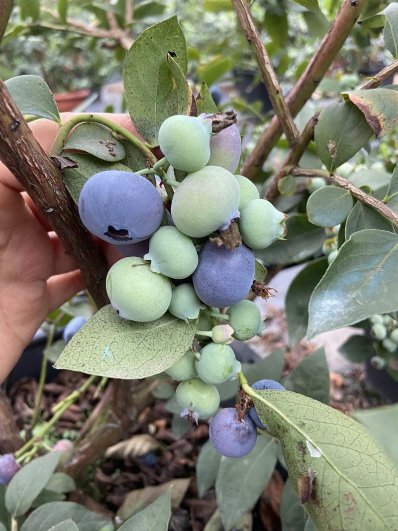 罗浮山蓝莓脆甜花香产地直供、质优价廉