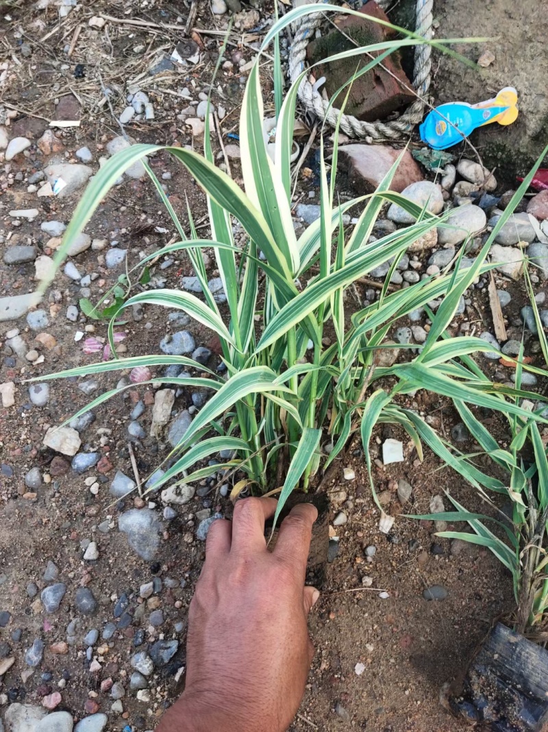 玉带草，基地直销，常年供应各种绿化苗木。