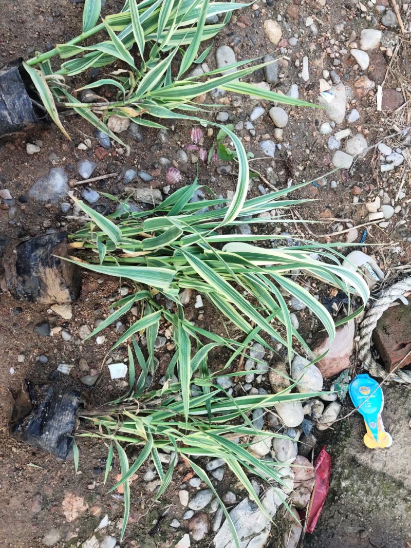 玉带草，基地直销，常年供应各种绿化苗木。