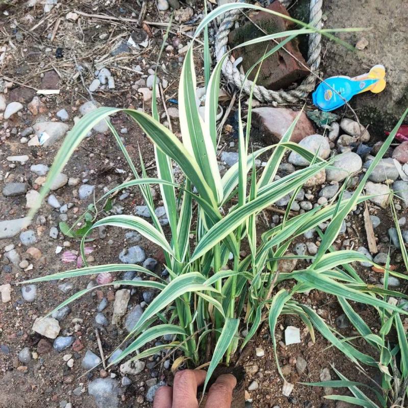 玉带草，基地直销，常年供应各种绿化苗木。