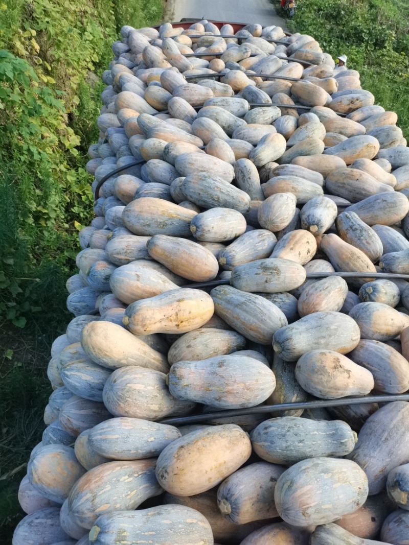 密本南瓜高山南瓜好吃不贵价格便宜量大价优欢迎老板致电咨询