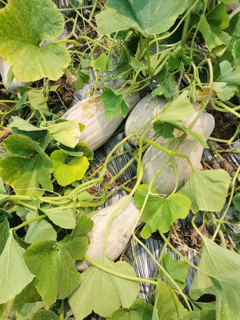 密本南瓜高山南瓜好吃不贵价格便宜量大价优欢迎老板致电咨询