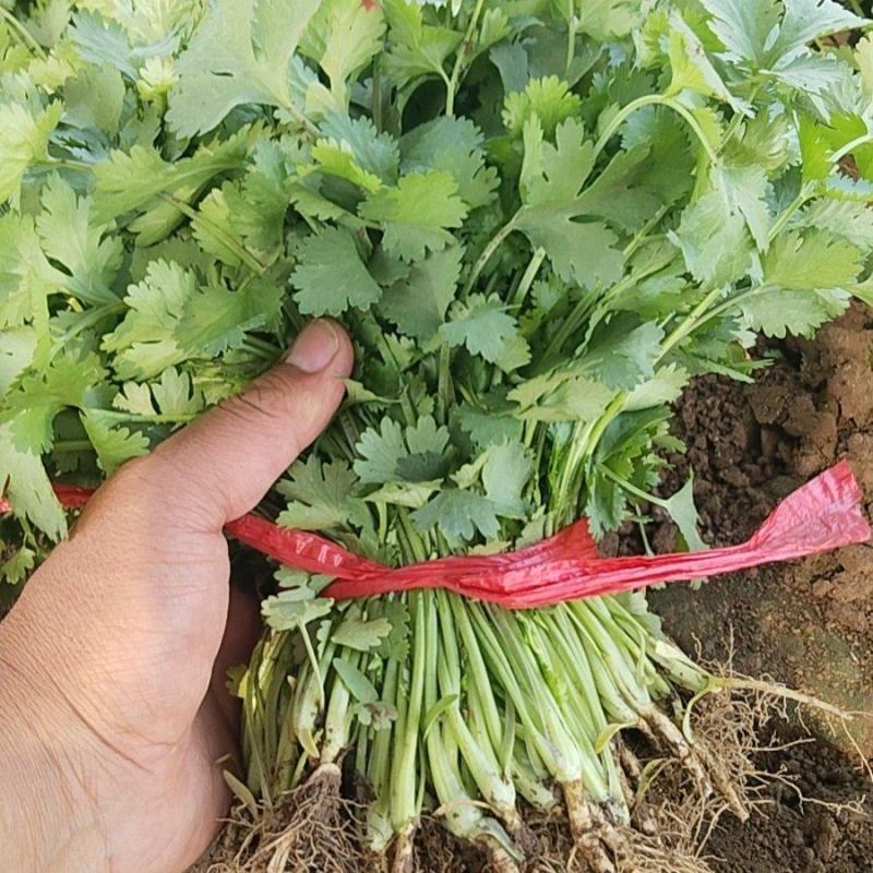 河北香河产地精品大叶香菜大量上市质量好价格便宜诚信服务