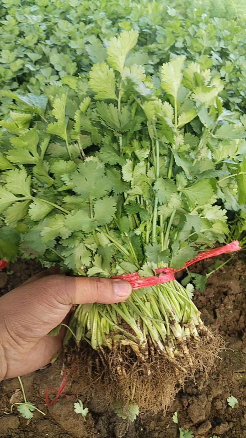 河北香河产地精品大叶香菜大量上市质量好价格便宜诚信服务