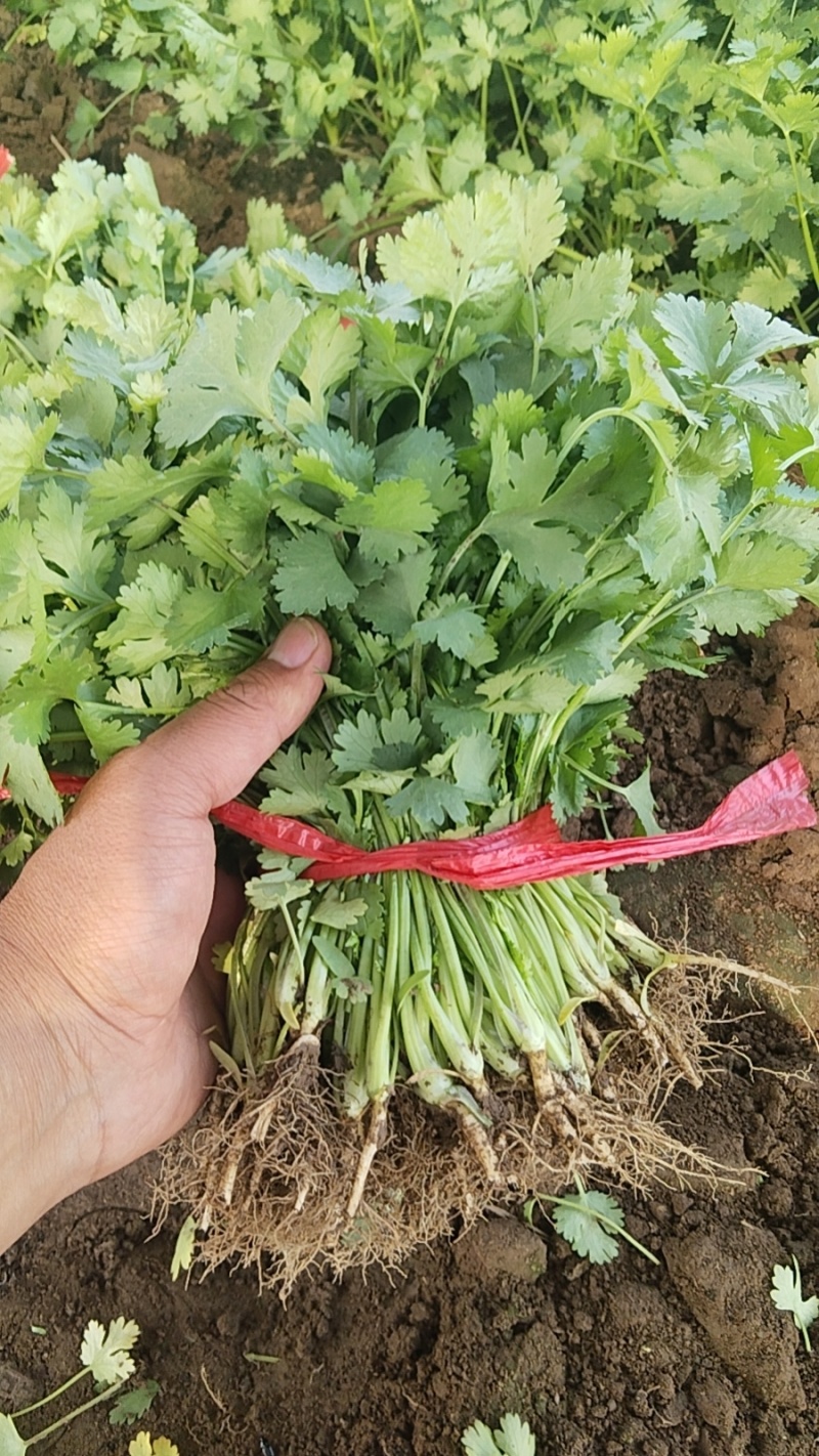 河北香河产地精品大叶香菜大量上市质量好价格便宜诚信服务