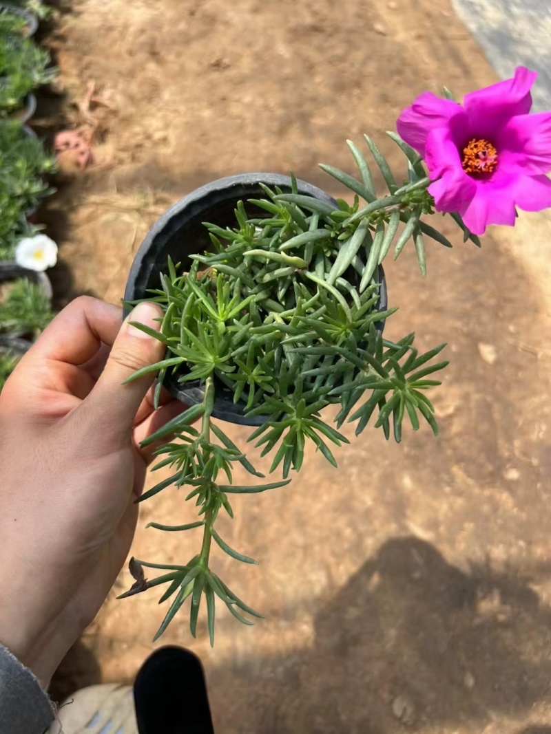 半枝莲基地直销，常年销售各种绿化苗木。