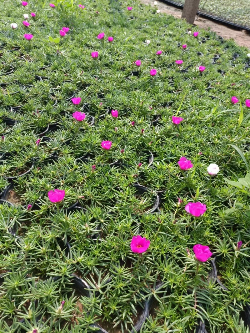 半枝莲基地直销，常年销售各种绿化苗木。