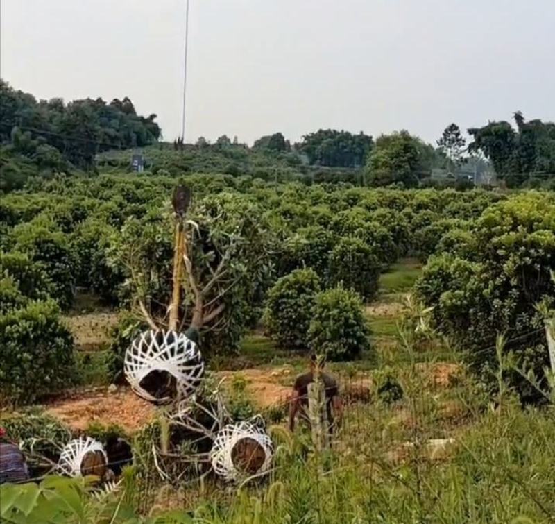10公分精品杨梅树观赏果树果实可食用基地批发价格实