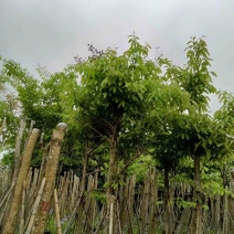 大叶紫薇基地直销规格齐全欢迎老板来电咨询合作