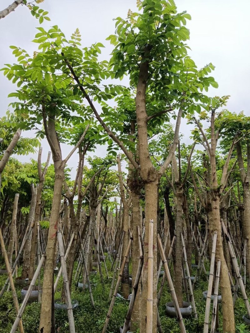 骨架火焰木基地直销规格齐全欢迎老板来电咨询合作