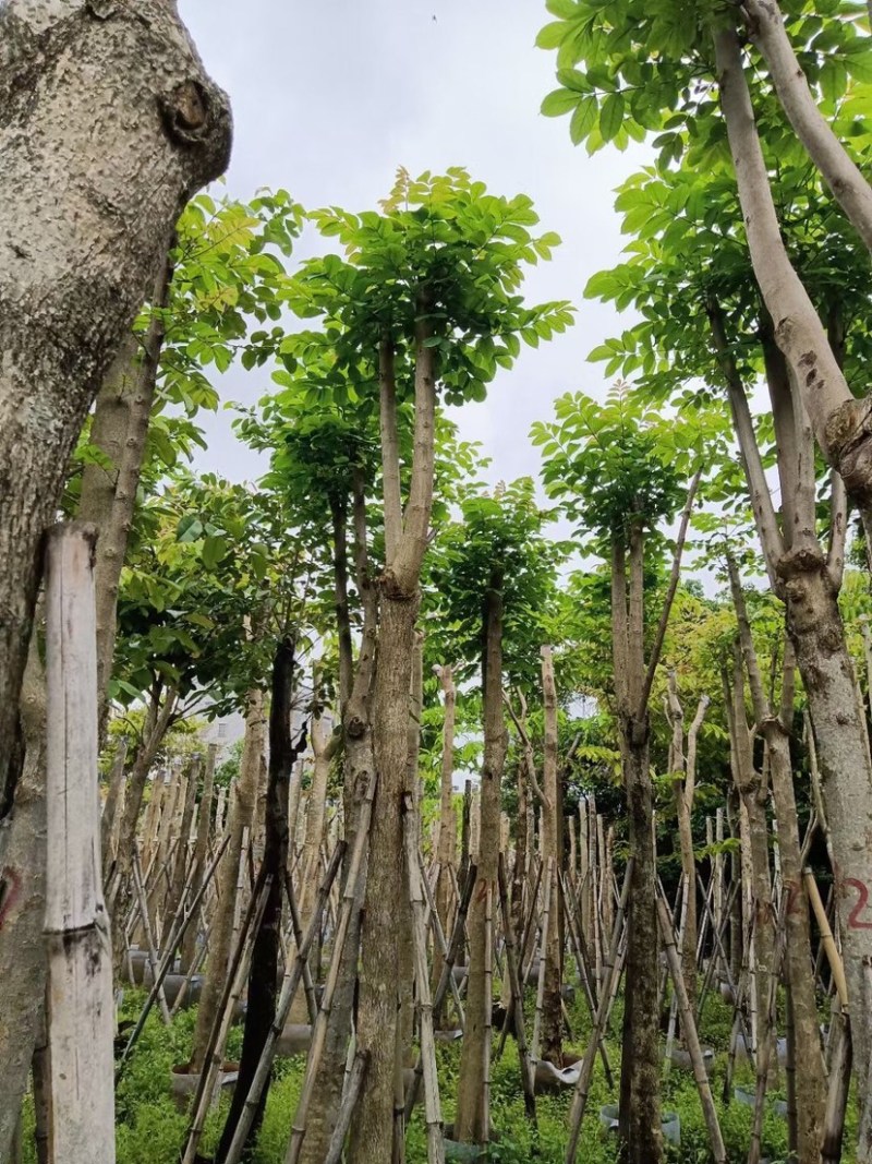 骨架火焰木基地直销规格齐全欢迎老板来电咨询合作
