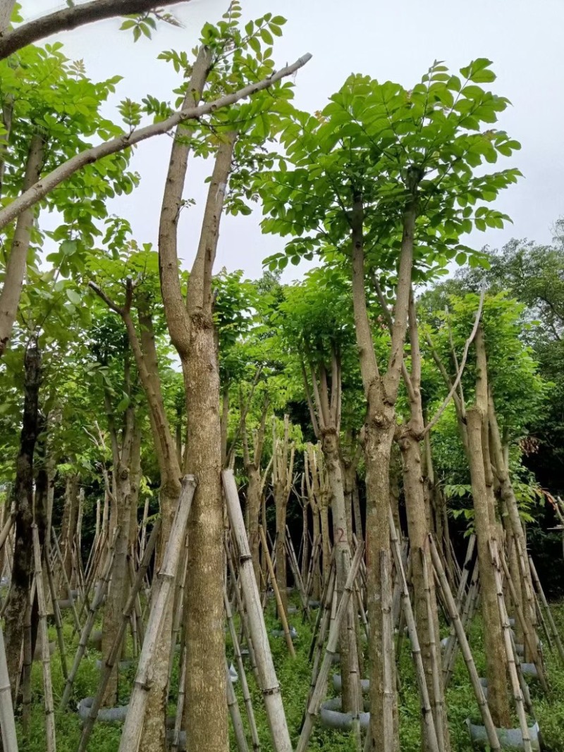 骨架火焰木基地直销规格齐全欢迎老板来电咨询合作