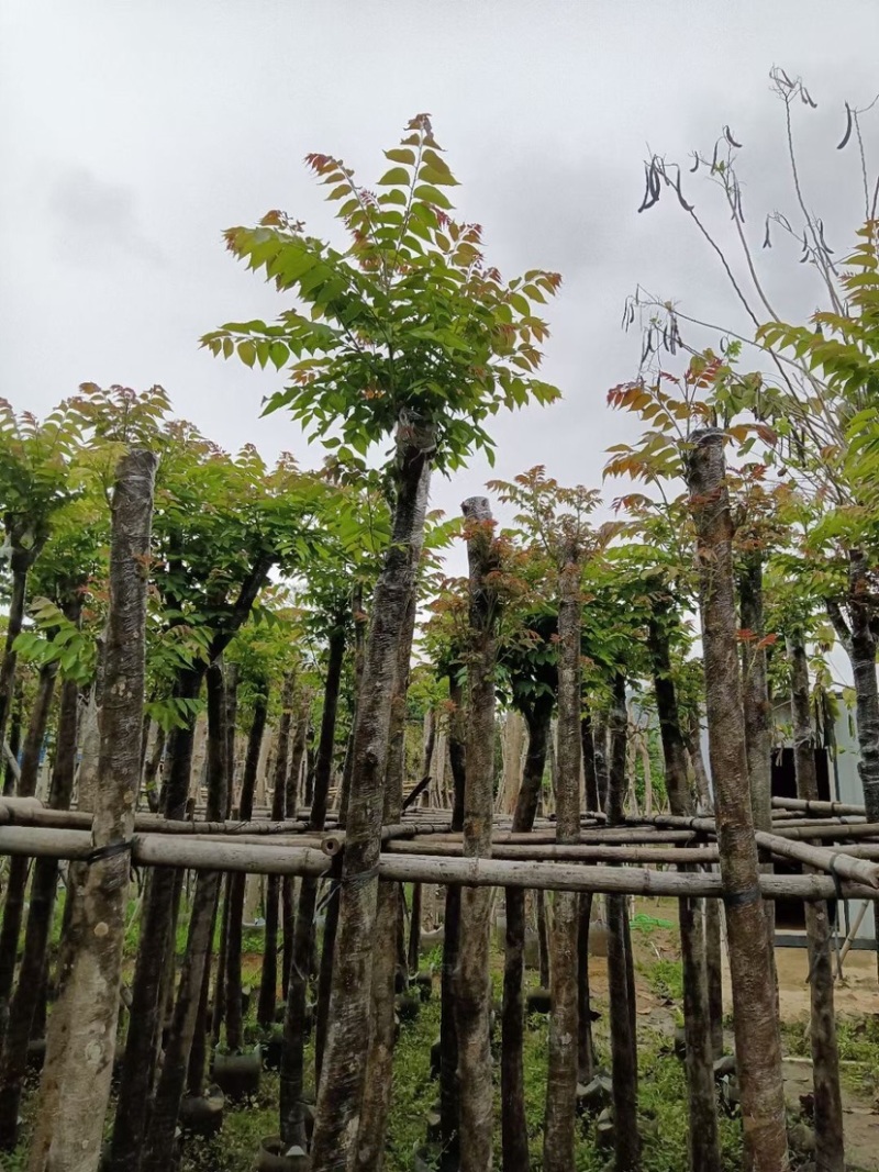 麻楝基地直销规格齐全欢迎老板来电咨询合作