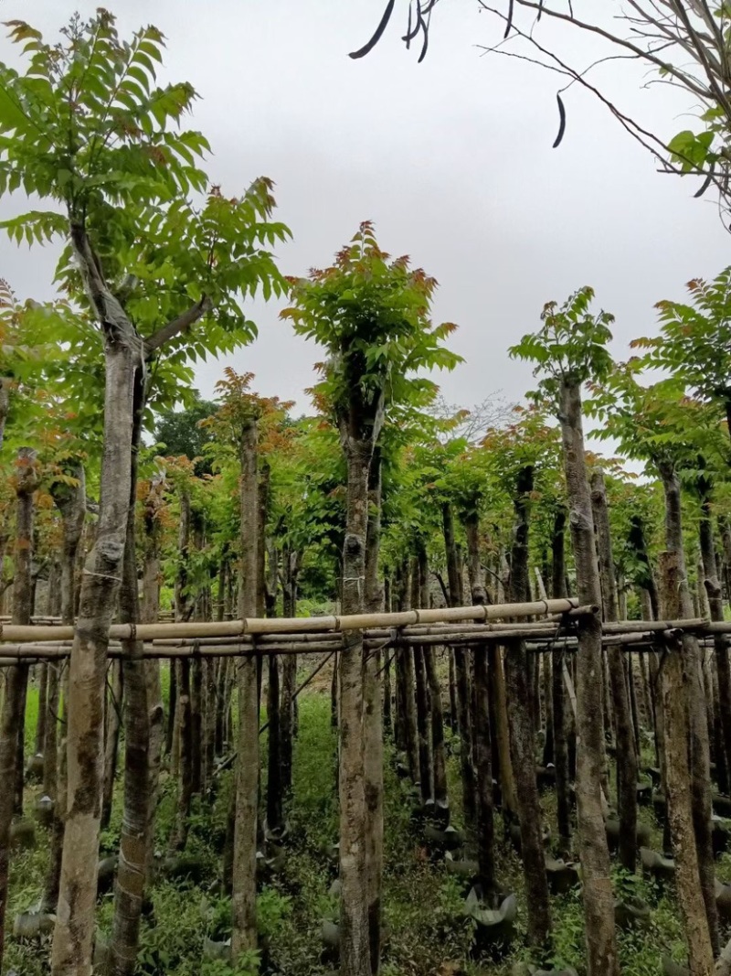 麻楝基地直销规格齐全欢迎老板来电咨询合作