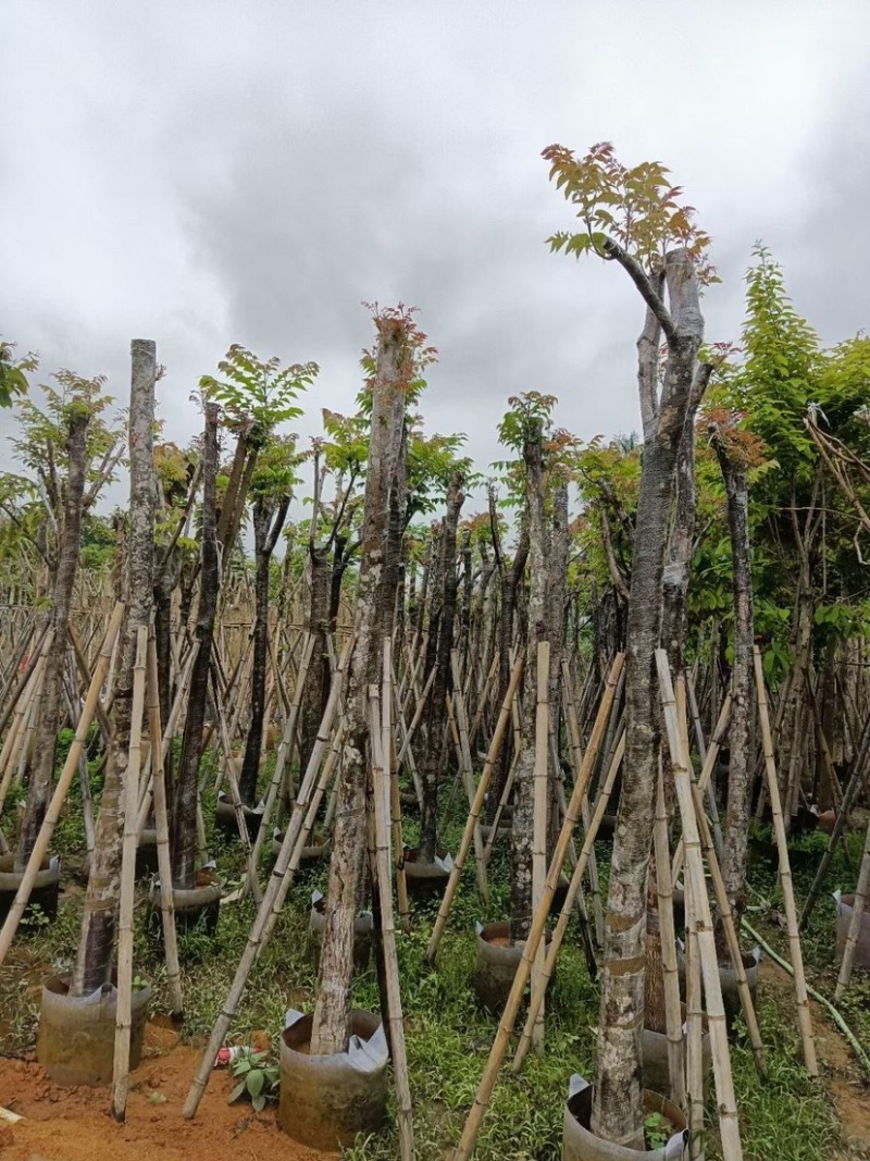 麻楝基地直销规格齐全欢迎老板来电咨询合作
