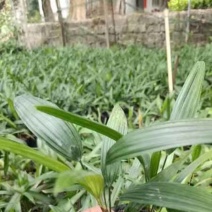 棕竹小袋中袋基地直销质量优质欢迎老板来电咨询