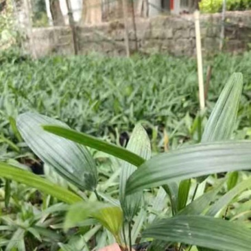 棕竹小袋中袋基地直销质量优质欢迎老板来电咨询
