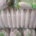 湖北精品白萝卜产地直发量大从优品质保证欢迎联系
