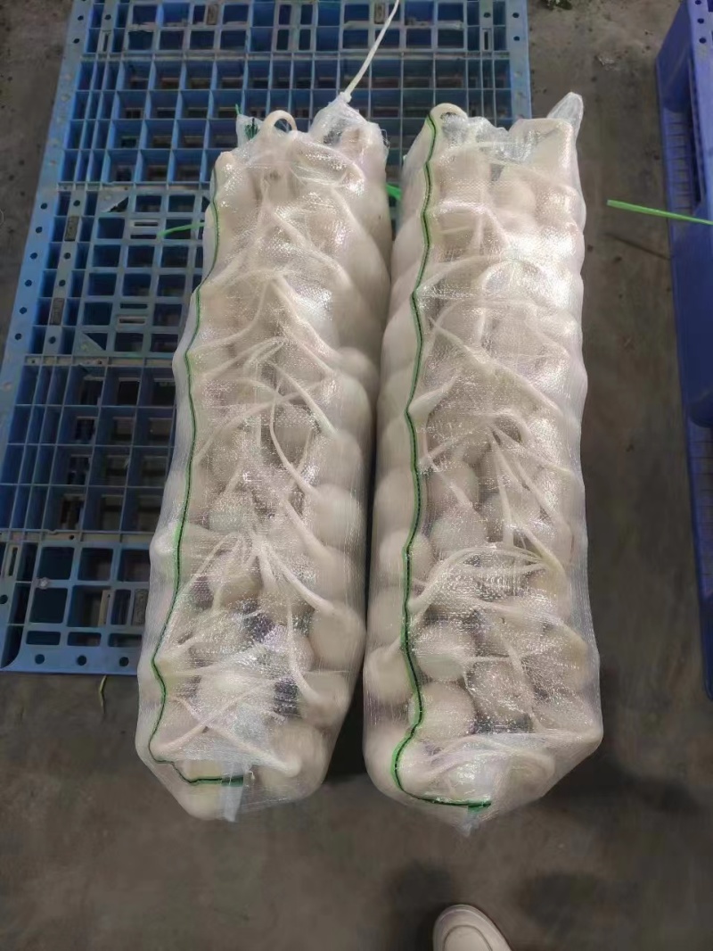 湖北精品白萝卜产地直发量大从优品质保证欢迎联系
