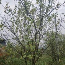 15公分山杏杏子树基地批发供应规格品种齐全价格实惠