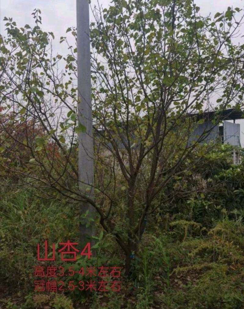 15公分山杏杏子树基地批发供应规格品种齐全价格实惠