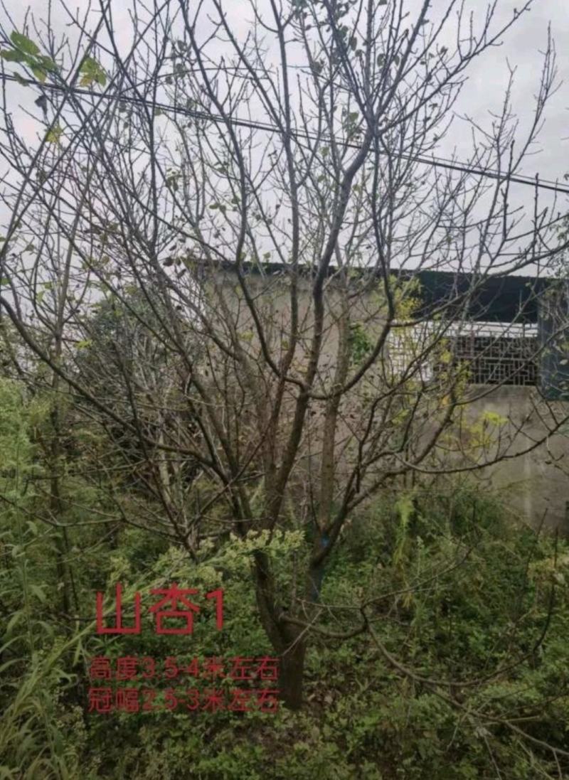 15公分山杏杏子树基地批发供应规格品种齐全价格实惠