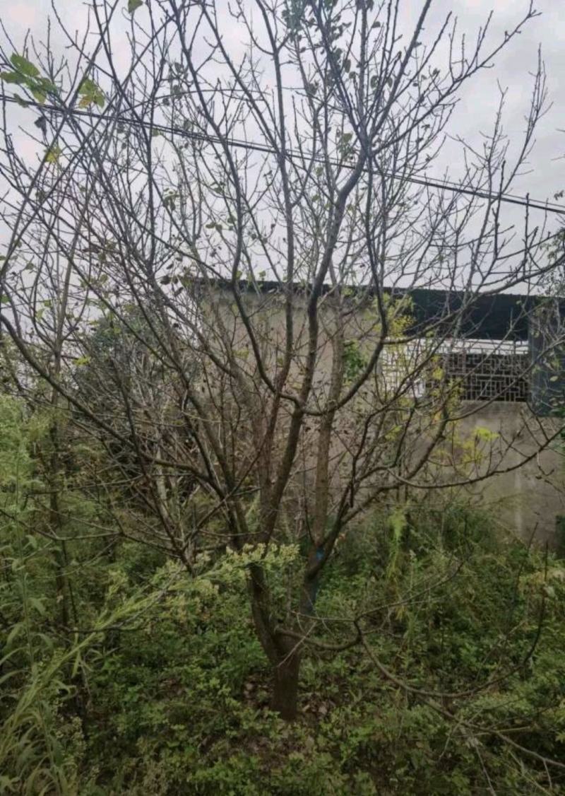 15公分山杏杏子树基地批发供应规格品种齐全价格实惠