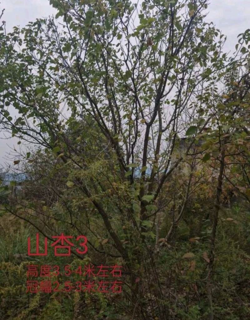 15公分山杏杏子树基地批发供应规格品种齐全价格实惠