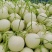 【精品】玉菇甜瓜香瓜糖度高专业供应量大从优