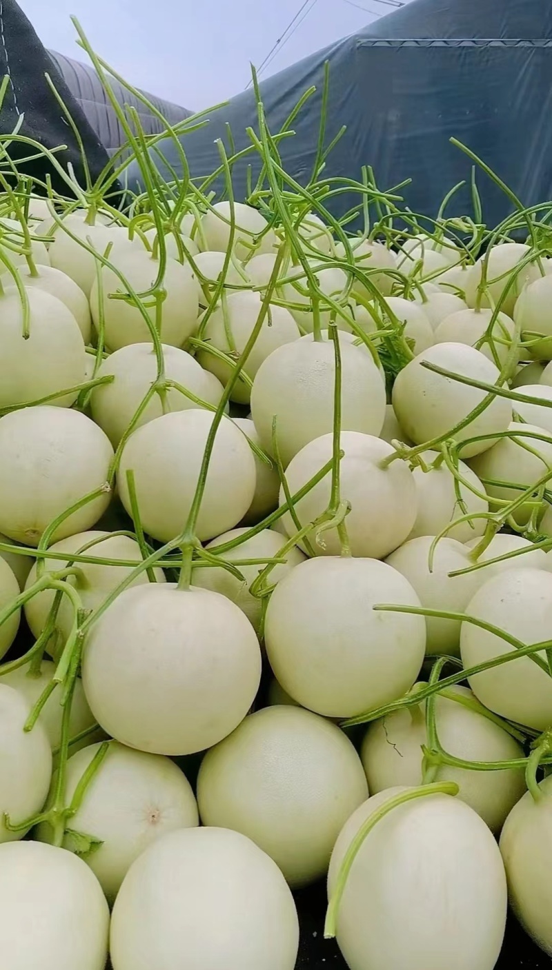 【精品】玉菇甜瓜香瓜糖度高专业供应量大从优