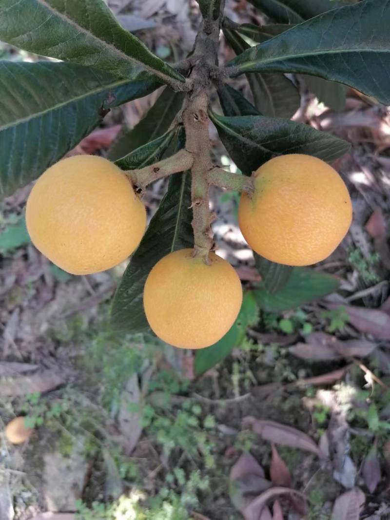 枇杷
