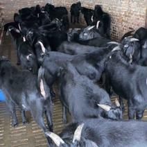 努比亚种公羊黑山羊努比亚黑山羊免费送货