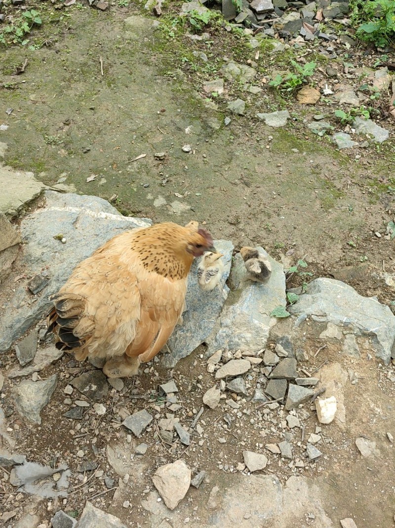 自家母鸡抱窝长大的土鸡