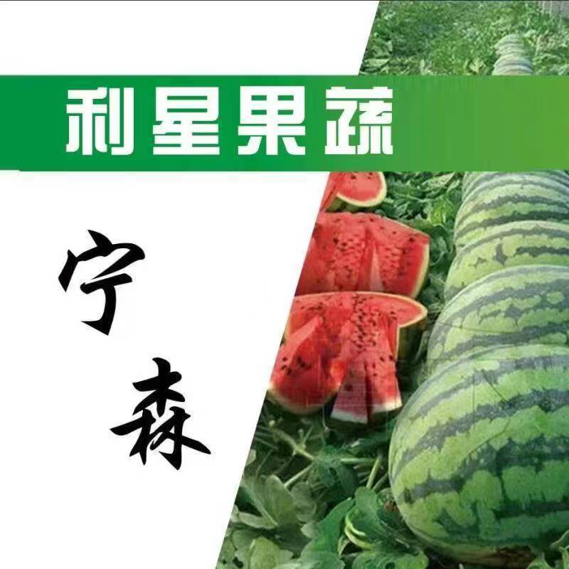 【优选】辽宁新民甜王西瓜，量大质优，价格优惠，诚信为本！