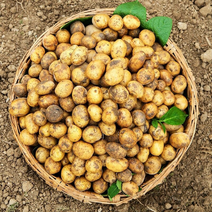 恩施富硒小土豆，老品种马尔科，原产地直供*各种规格齐全