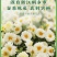 【桐乡发货】桐乡杭白菊娃娃菊无硫干菊花茶多规格可选包邮