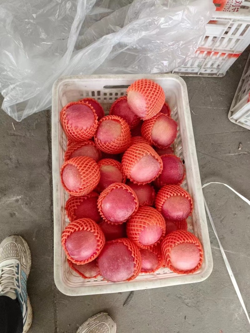 红富士苹果成熟，个大汁甜，量大实惠，欢迎选购