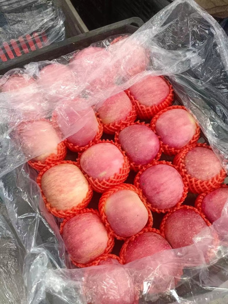红富士苹果成熟，个大汁甜，量大实惠，欢迎选购
