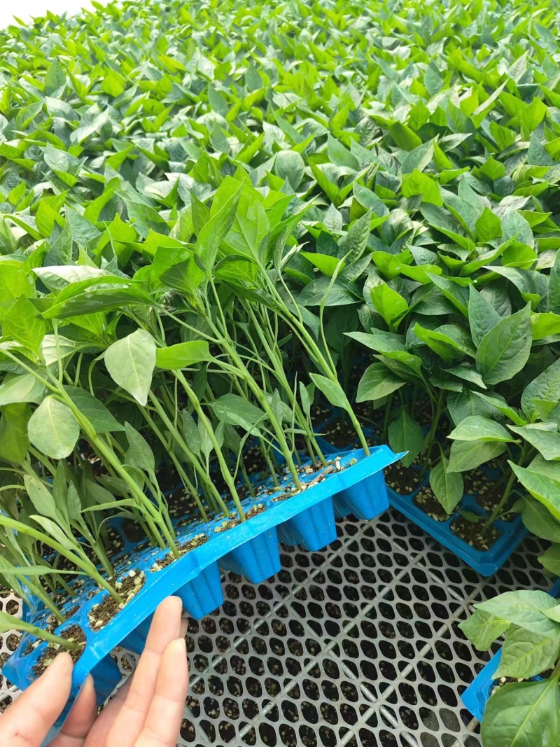 线椒苗带土薄皮，四季品种，高产量。