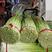 徐州沛县精品白帽蒜苔一手货源，保质保量长度60+以上精品