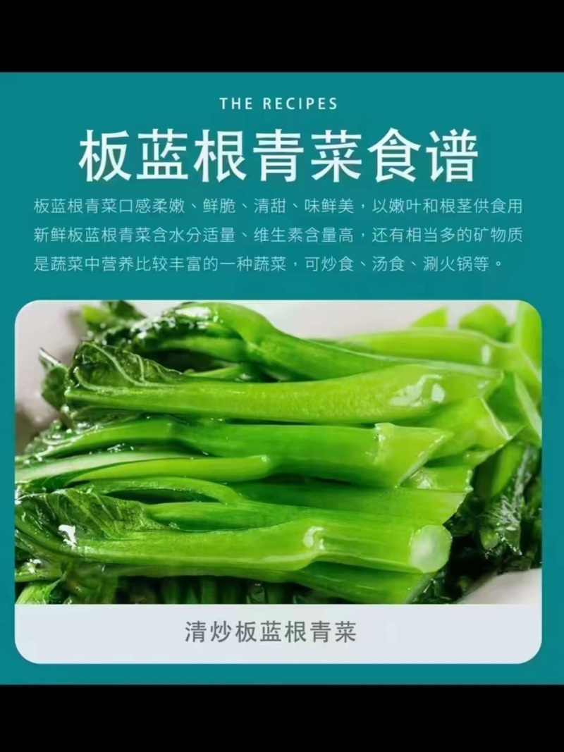 板蓝根青菜