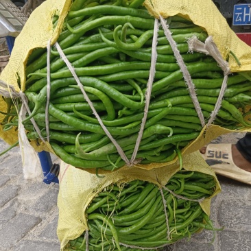 大量线椒上市